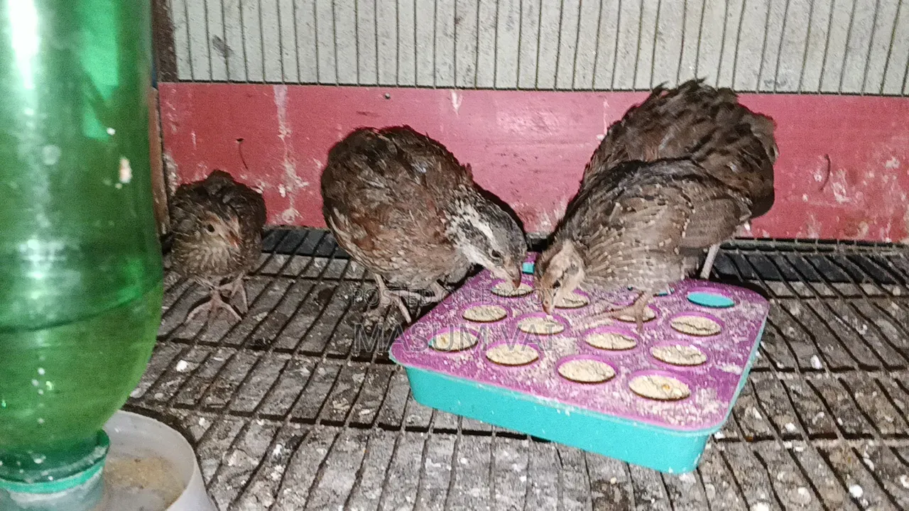 নর্দার্ন বব হোয়াইট কোয়েল