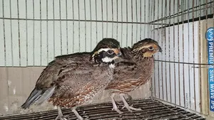 নর্দার্ন বব হোয়াইট কোয়েল