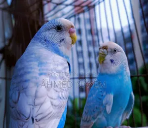 বাজিগার অ্যাডাল্ট