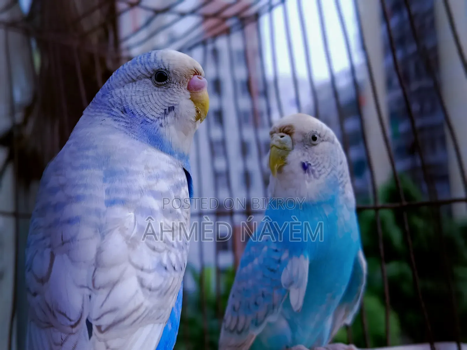 বাজিগার অ্যাডাল্ট