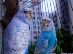 বাজিগার অ্যাডাল্ট