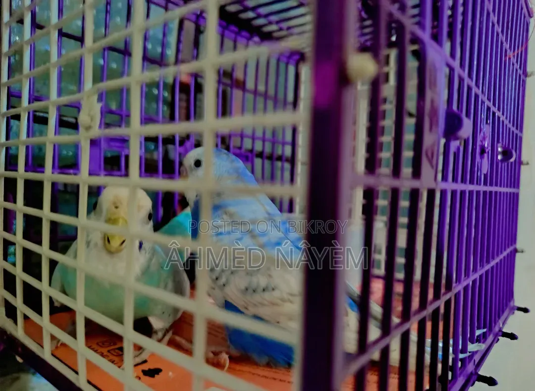 বাজিগার অ্যাডাল্ট