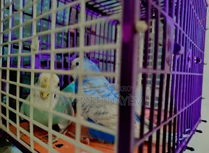 বাজিগার অ্যাডাল্ট