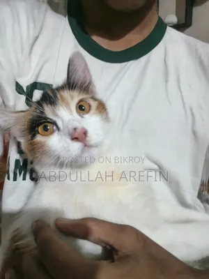 3-6 months Female Mixed Breed Persian