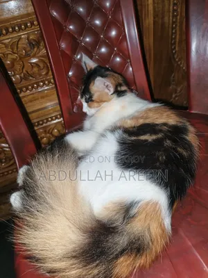 3-6 months Female Mixed Breed Persian