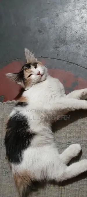 3-6 months Female Mixed Breed Persian