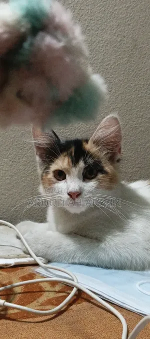 3-6 months Female Mixed Breed Persian