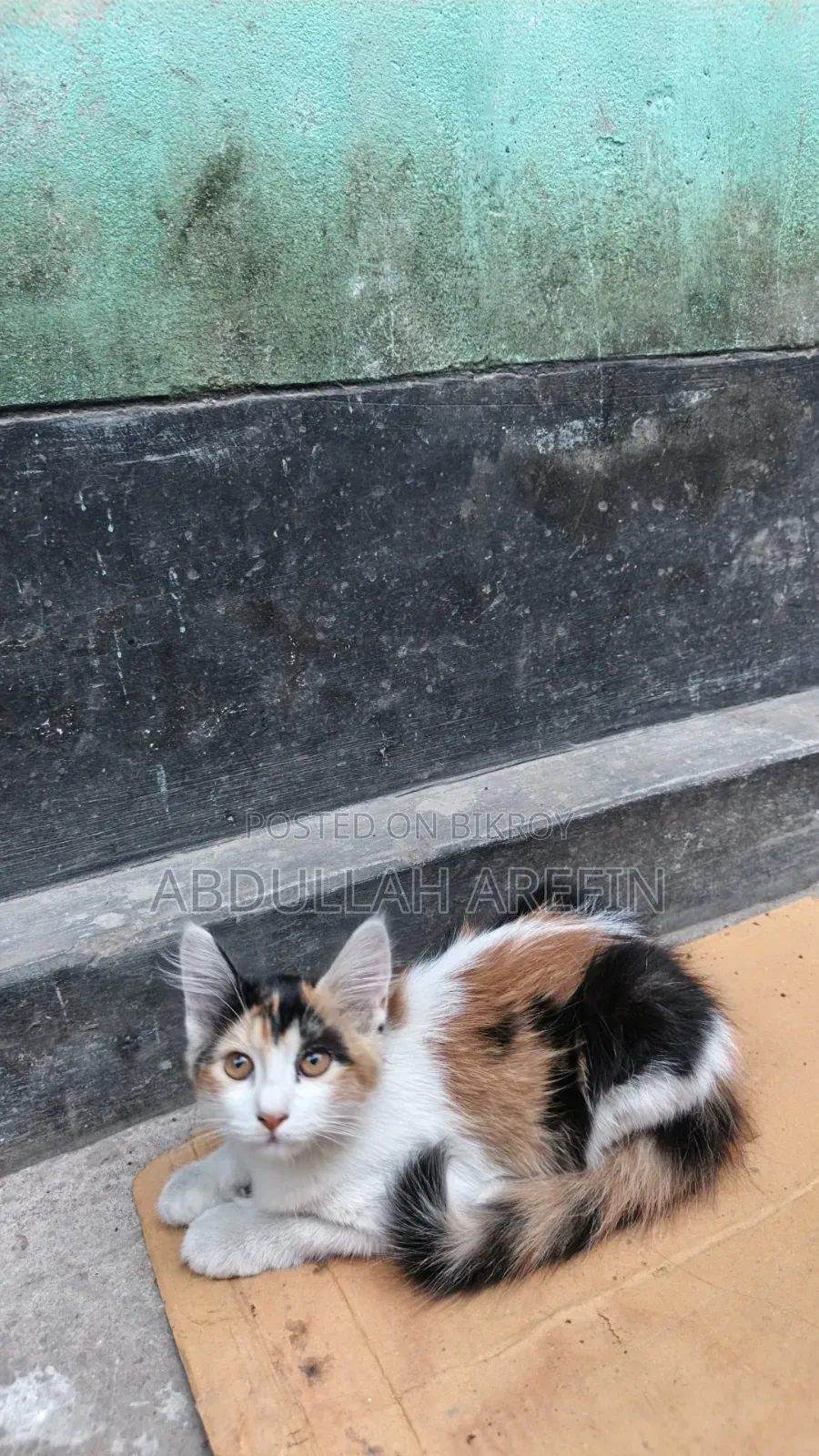 3-6 months Female Mixed Breed Persian