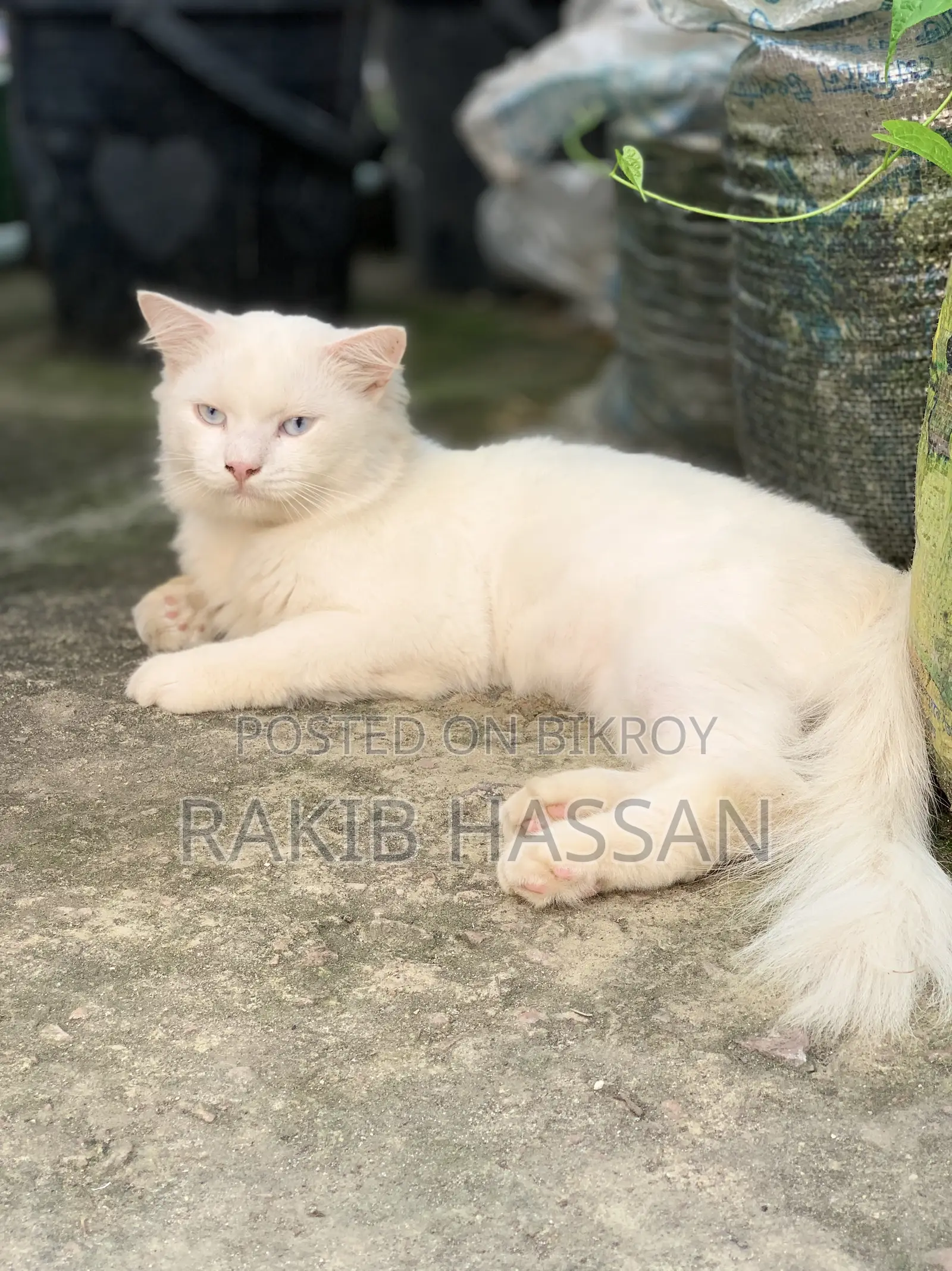 ৬-১২ মাস বয়সী ফিমেল পিওর ব্রেড পার্সিয়ান