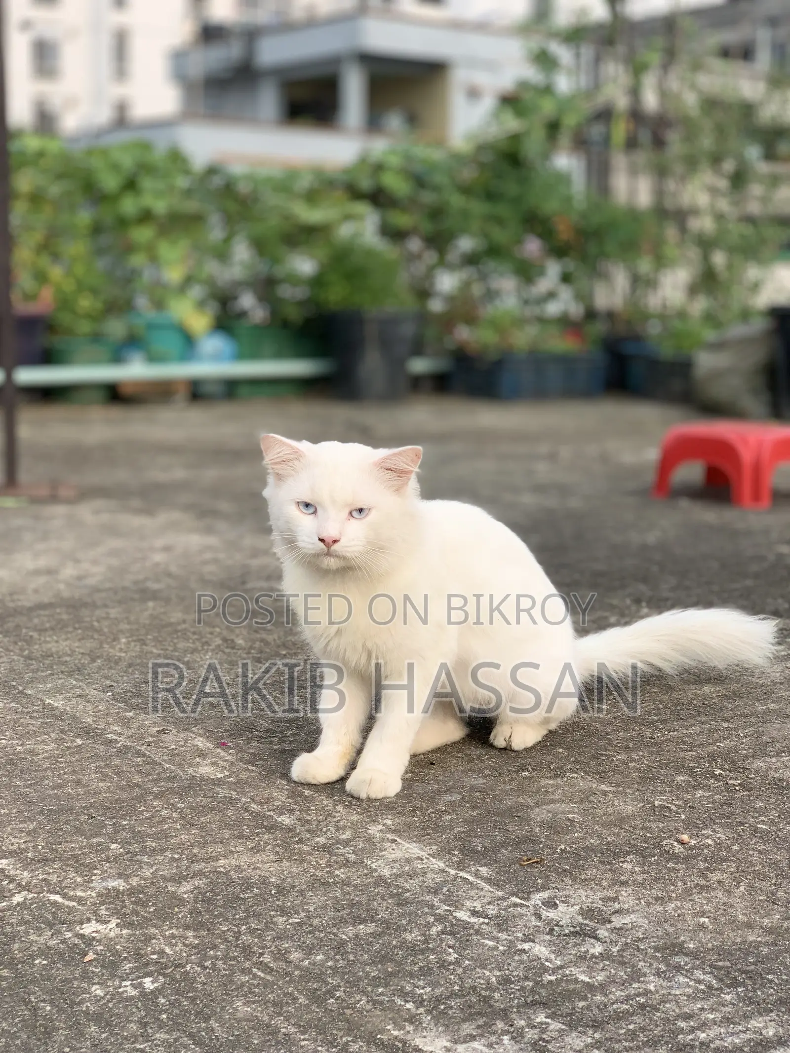 ৬-১২ মাস বয়সী ফিমেল পিওর ব্রেড পার্সিয়ান