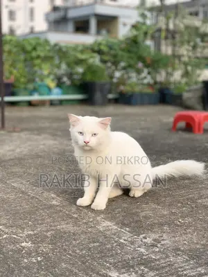 ৬-১২ মাস বয়সী ফিমেল পিওর ব্রেড পার্সিয়ান