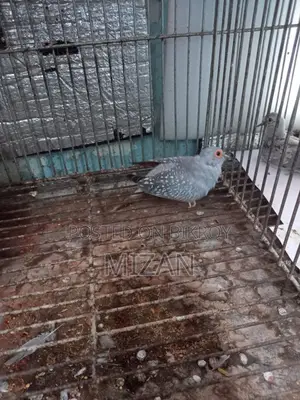 পুরুষ ডায়মন্ড ঘুঘু প্রাপ্তবয়স্ক