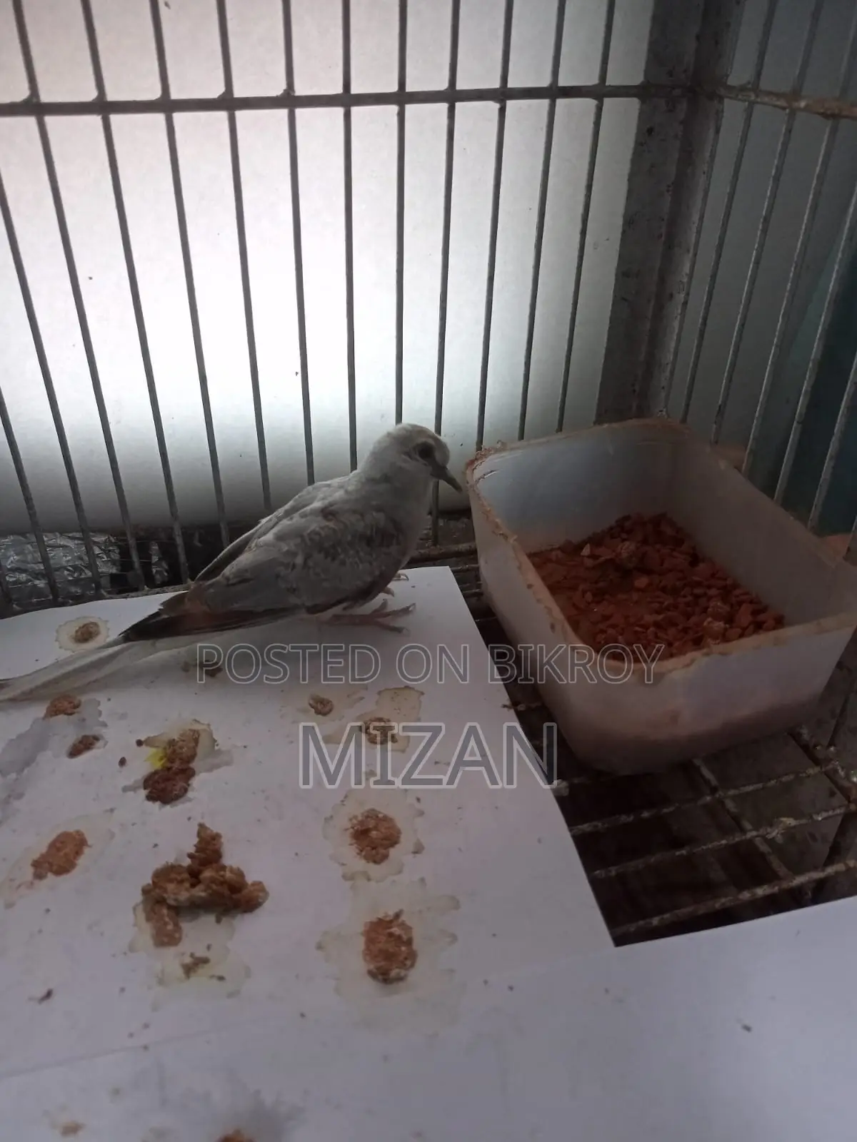 বাচ্চা ডায়মন্ড ঘুঘু
