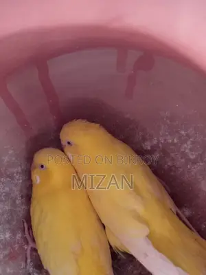 Adult Yellow Burjarica Pair