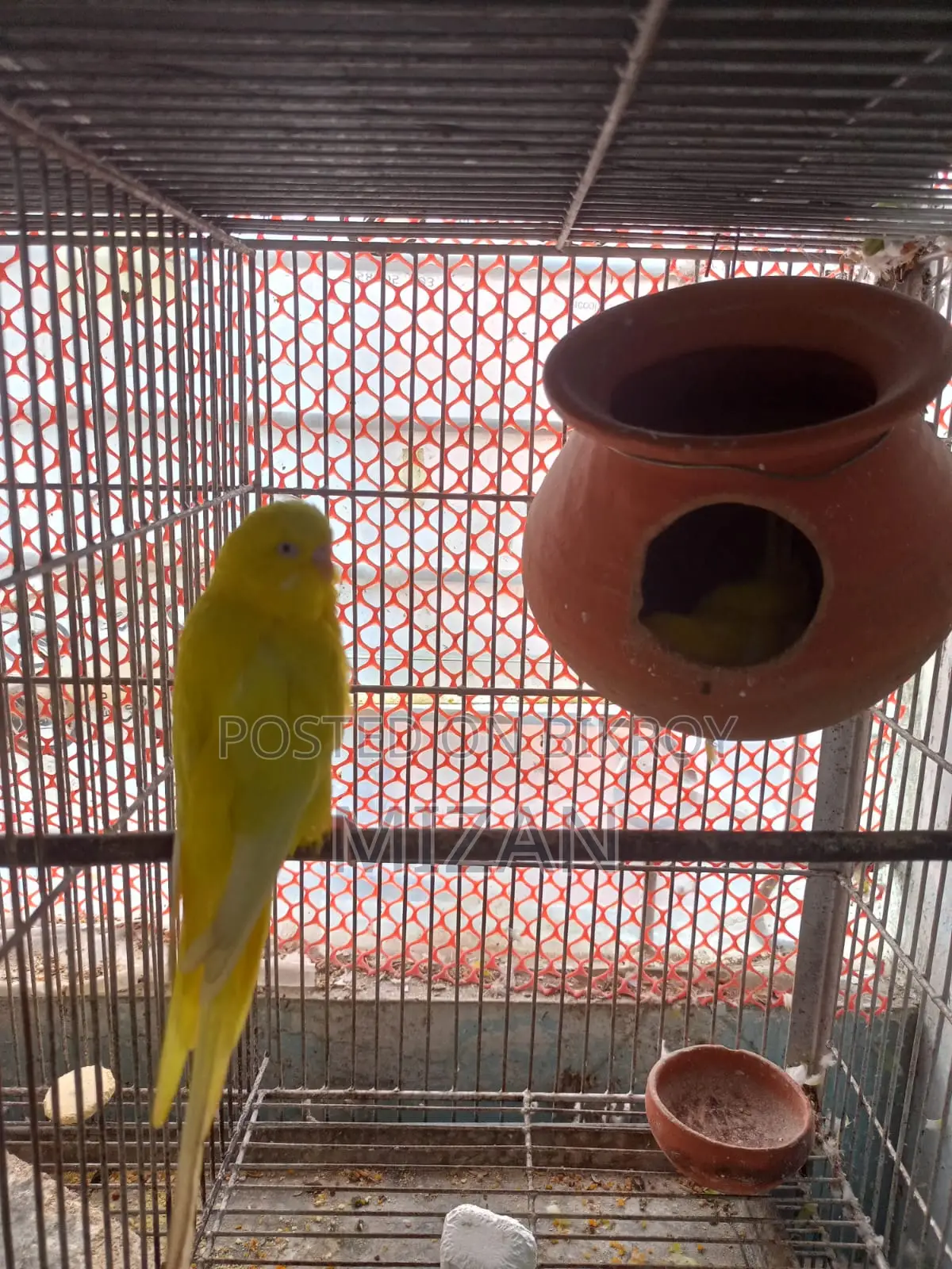 Adult Yellow Burjarica Pair