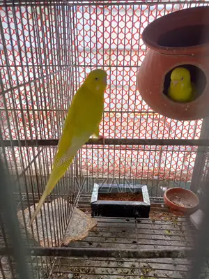 Adult Yellow Burjarica Pair
