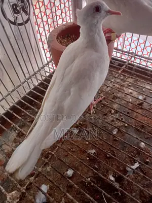 চুইথাল সাদা ঘুঘু