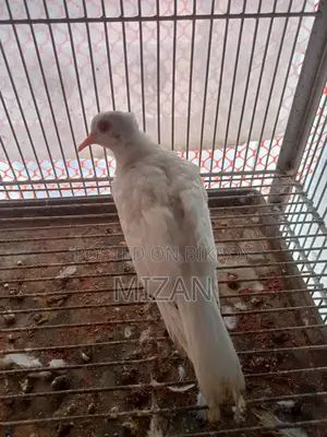 চুইথাল সাদা ঘুঘু