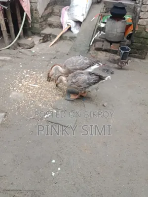 Swan and Chinese Goose