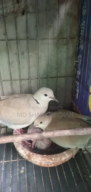 Two Pairs of Running Australian Dove Birds