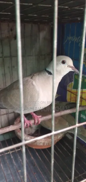 Two Pairs of Running Australian Dove Birds
