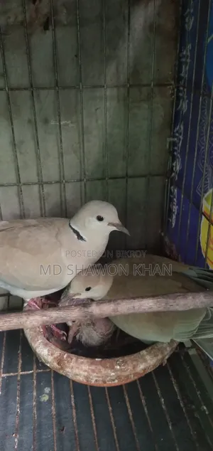 Two Pairs of Running Australian Dove Birds