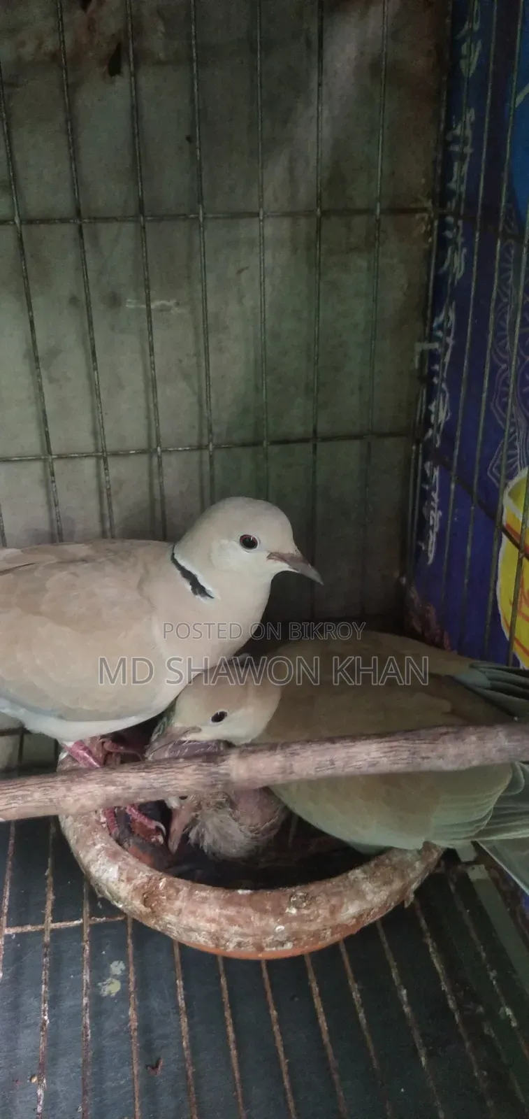 Two Pairs of Running Australian Dove Birds