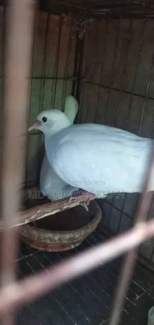Two Pairs of Running Australian Dove Birds