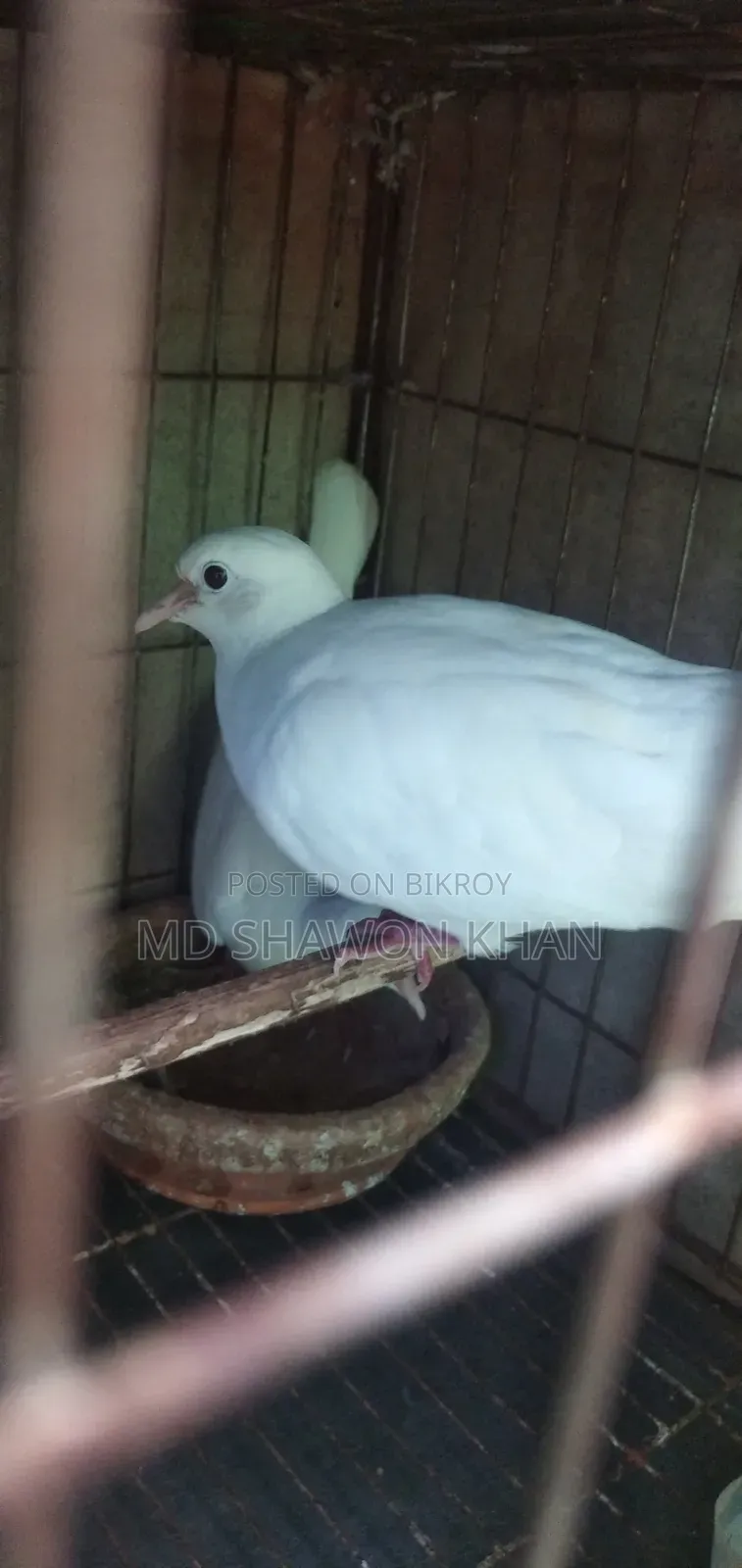 Two Pairs of Running Australian Dove Birds