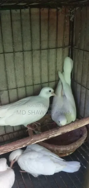 Two Pairs of Running Australian Dove Birds