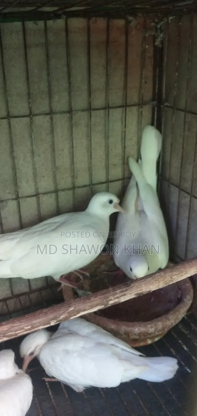 Two Pairs of Running Australian Dove Birds