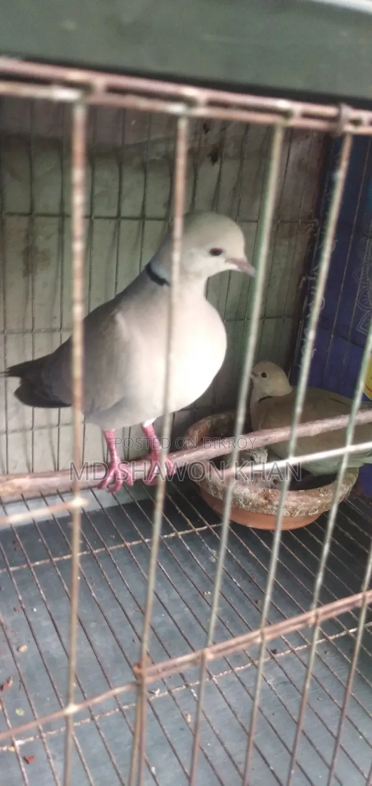 Two Pairs of Running Australian Dove Birds