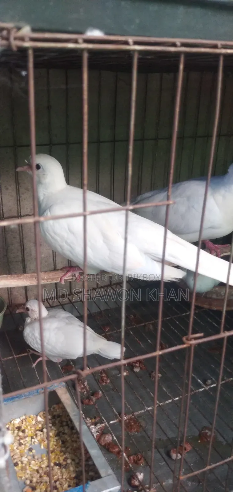 Two Pairs of Running Australian Dove Birds