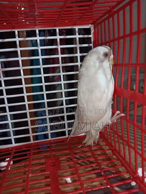 রানিং এলবিনো রেডআই বাজিগার ফিমেল পাখি