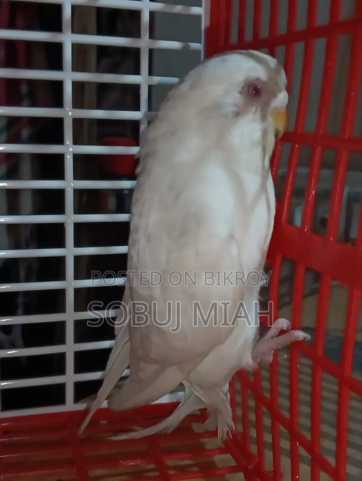 রানিং এলবিনো রেডআই বাজিগার ফিমেল পাখি