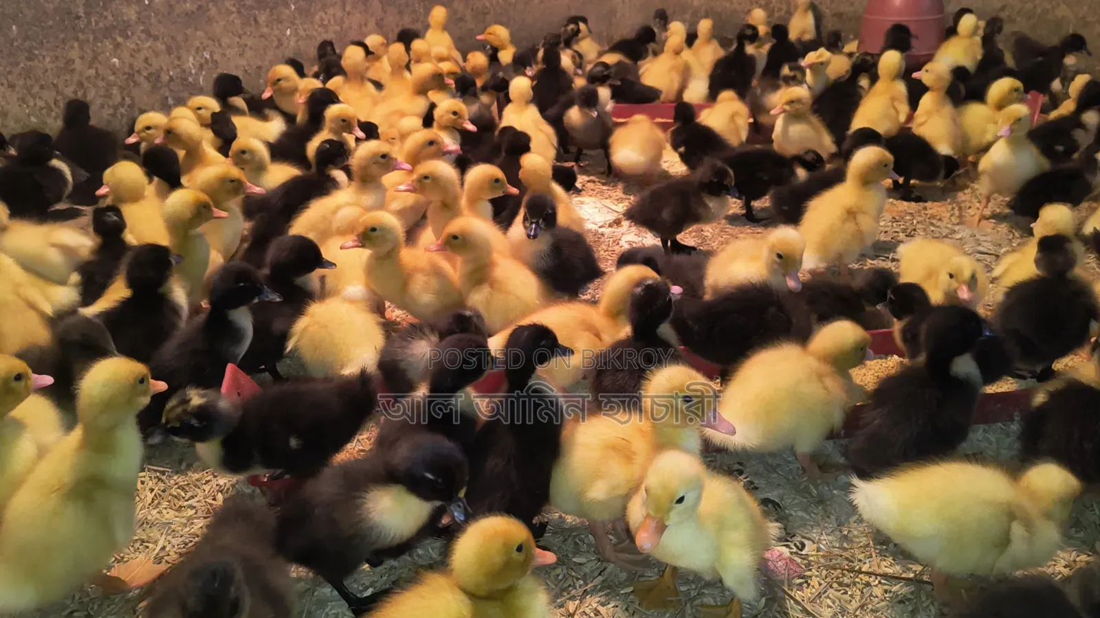 1-4 day old Indian Runner and Black Hole ducklings for sale