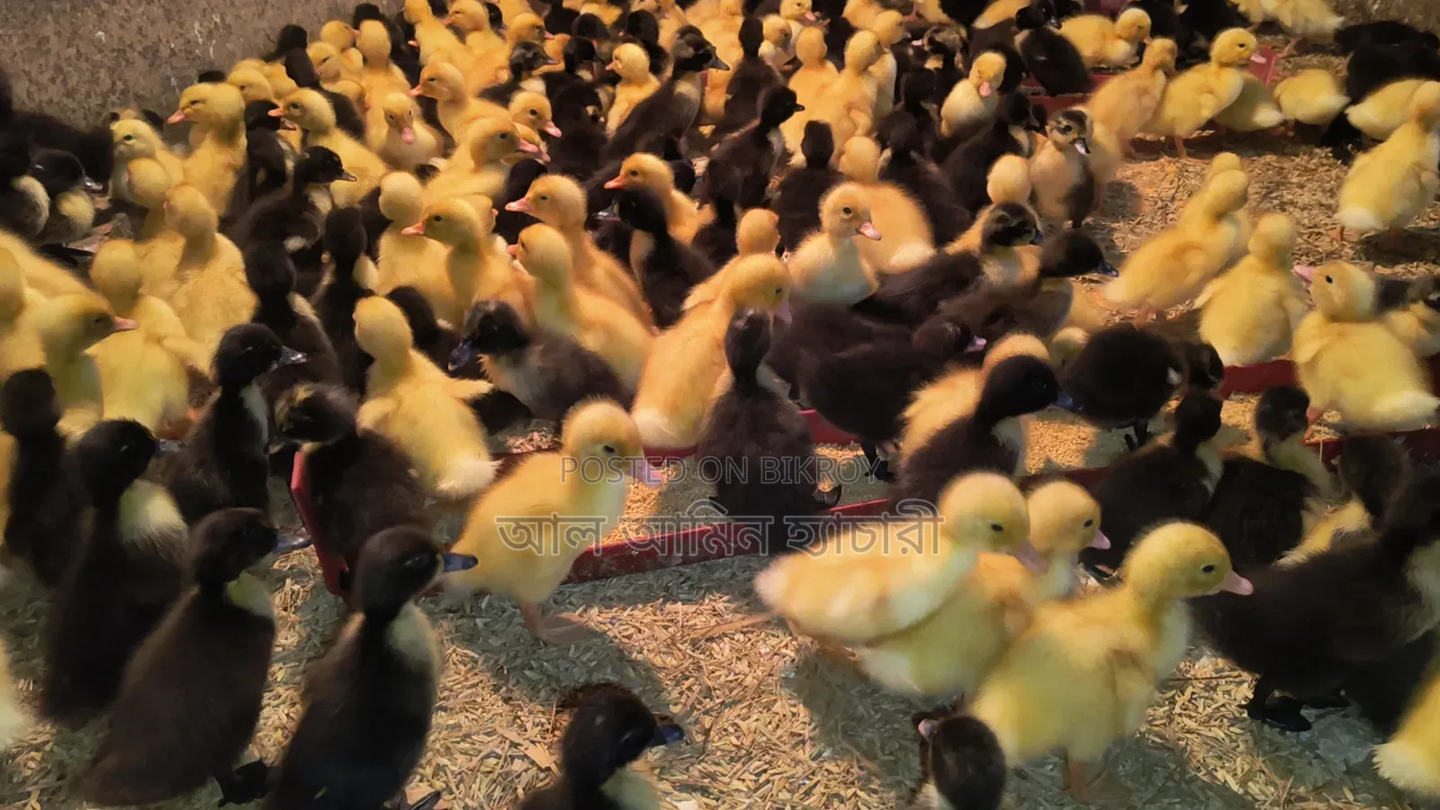 1-4 day old Indian Runner and Black Hole ducklings for sale