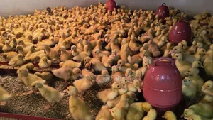 1-4 day old Indian Runner and Black Hole ducklings for sale