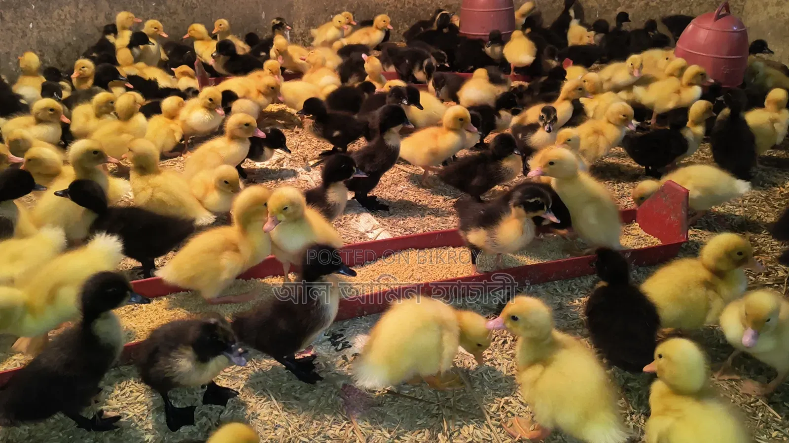 1-4 day old Indian Runner and Black Hole ducklings for sale