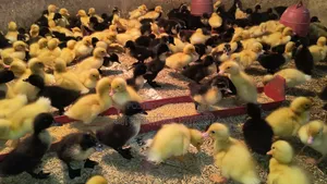1-4 day old Indian Runner and Black Hole ducklings for sale