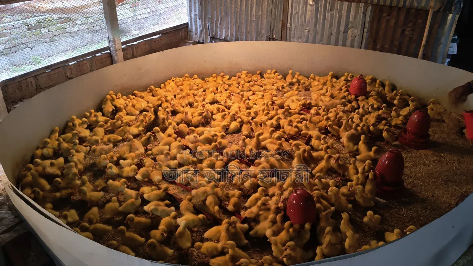 1-4 day old Indian Runner and Black Hole ducklings for sale