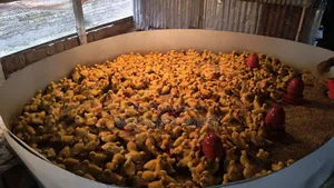 1-4 day old Indian Runner and Black Hole ducklings for sale
