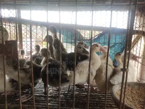 চিনা হাসের বাচ্চা