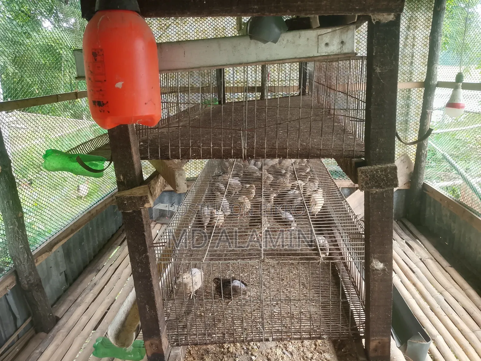 Quail Cages