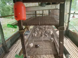 Quail Cages