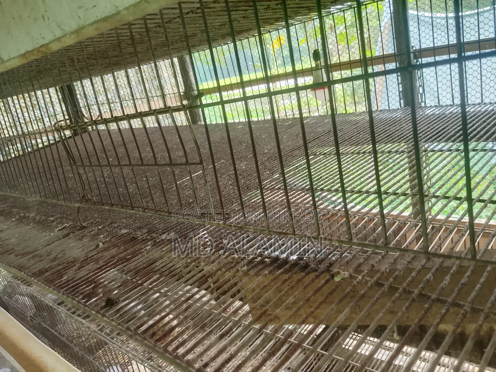 Quail Cages
