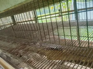 Quail Cages
