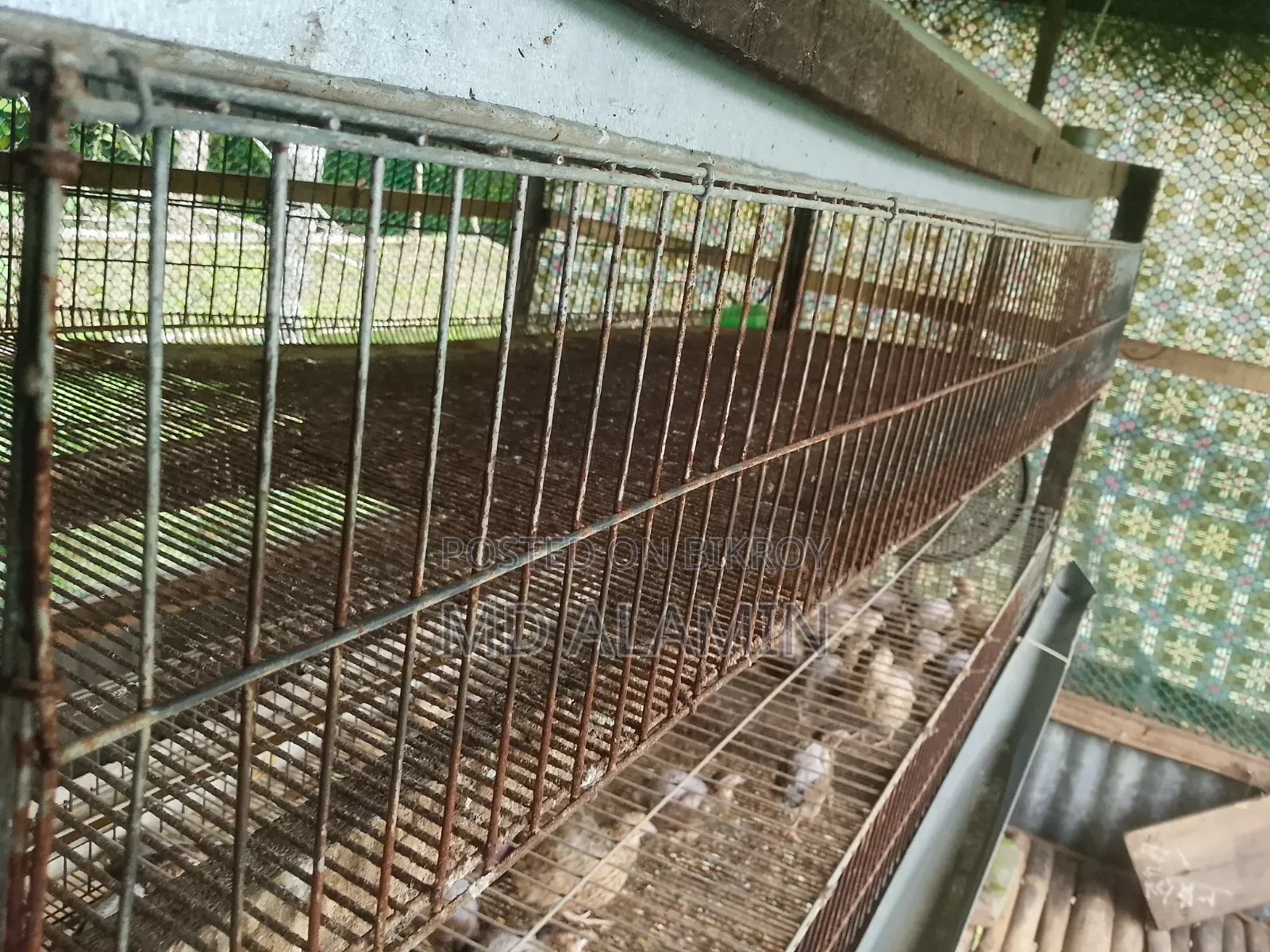 Quail Cages