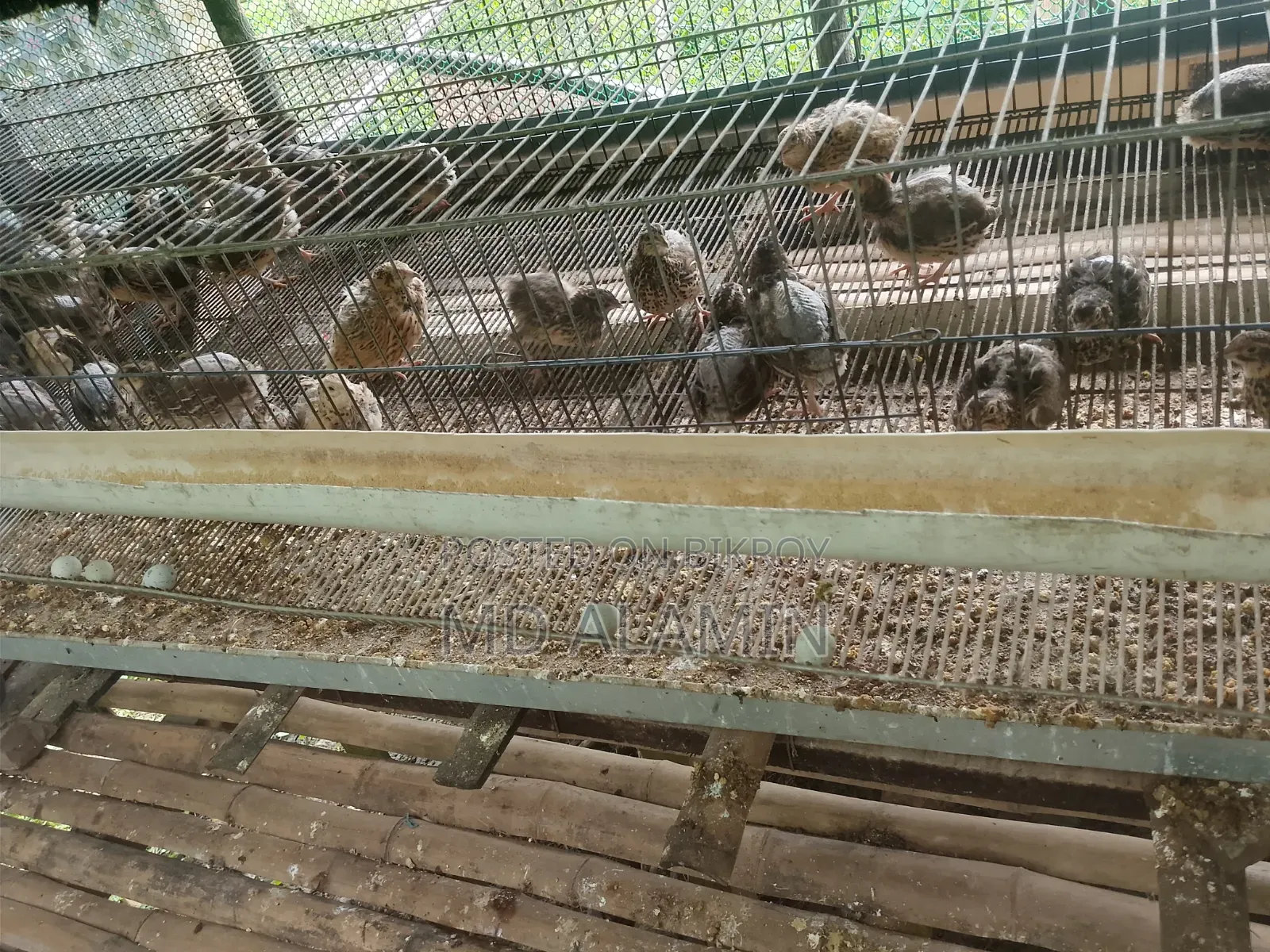 Quail Cages