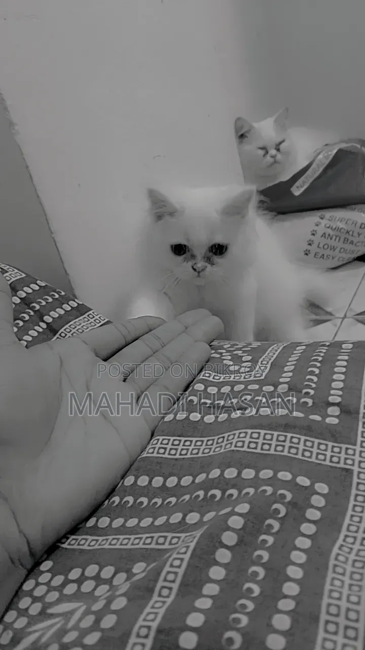 1-3 Months Male Purebred Persian